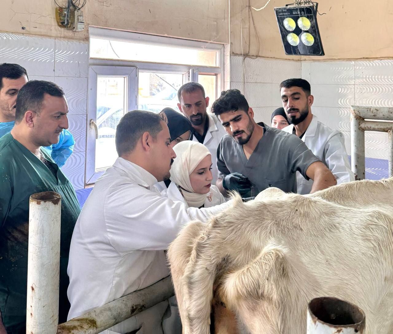Rumenotomy in cow