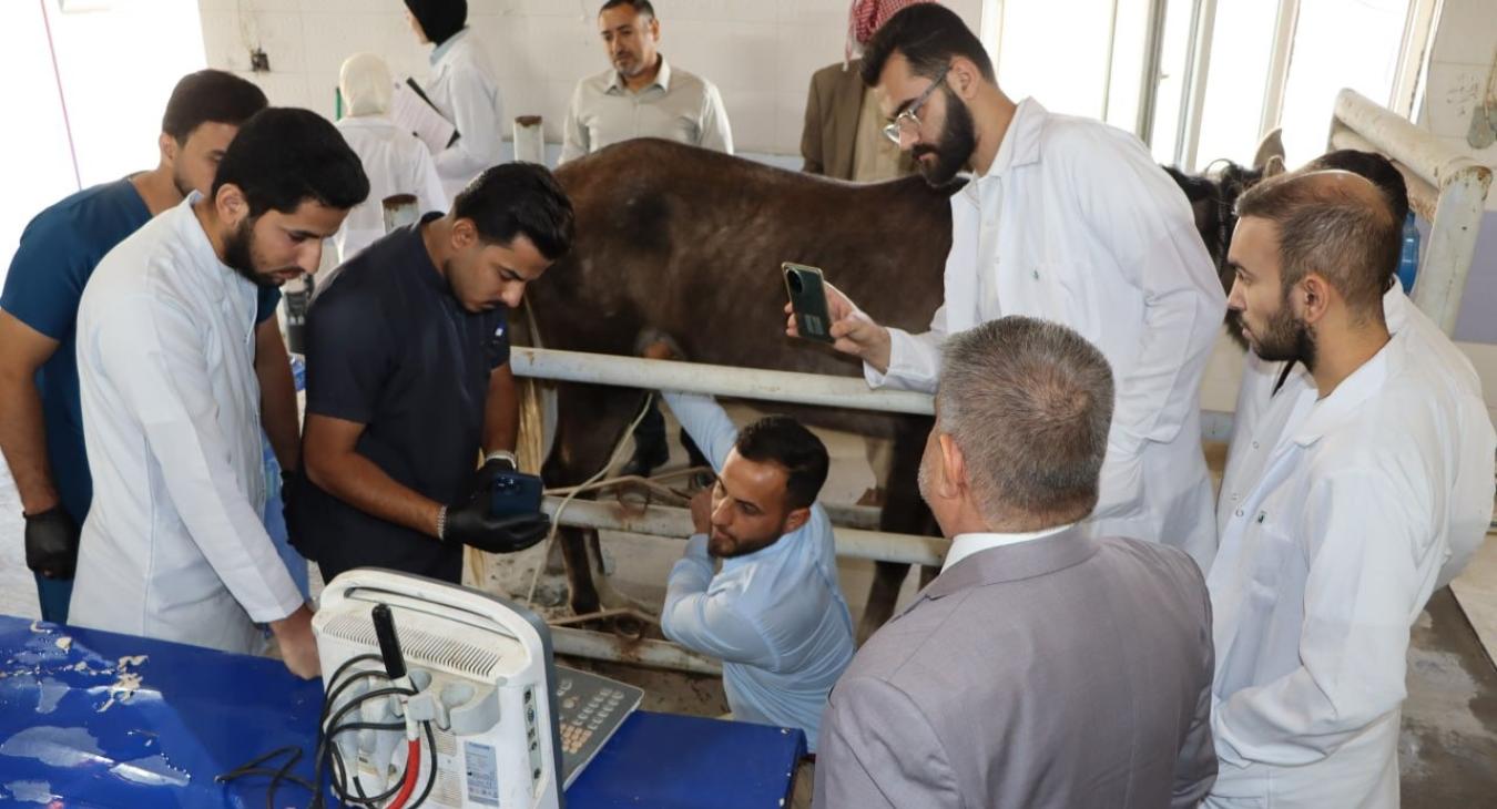 Surgery and Obstetrics Department Conducts Ultrasound Exam for Mare