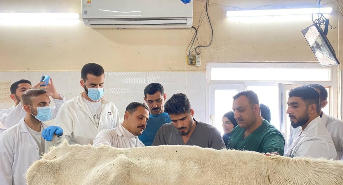 Rumenotomy in cow