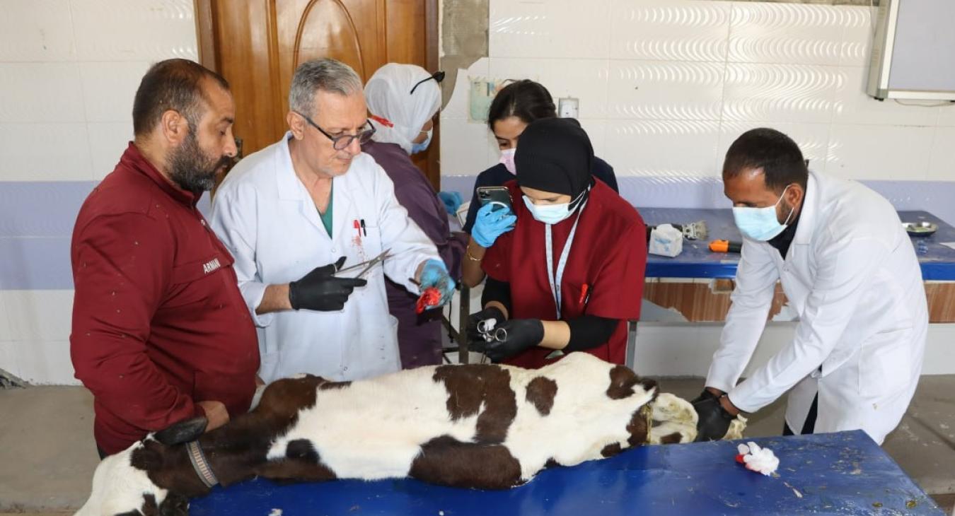 Department of Surgery and Obstetrics at the College of Veterinary Medicine Conducts a Successful Field Operation within the Clinical Training Course