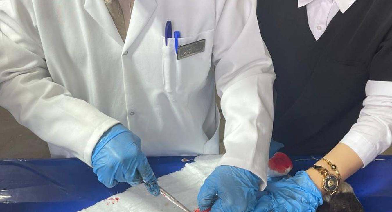 The Department of Surgery and Theriogenology Performs Surgery on a Fetus with a Congenital Anomaly.