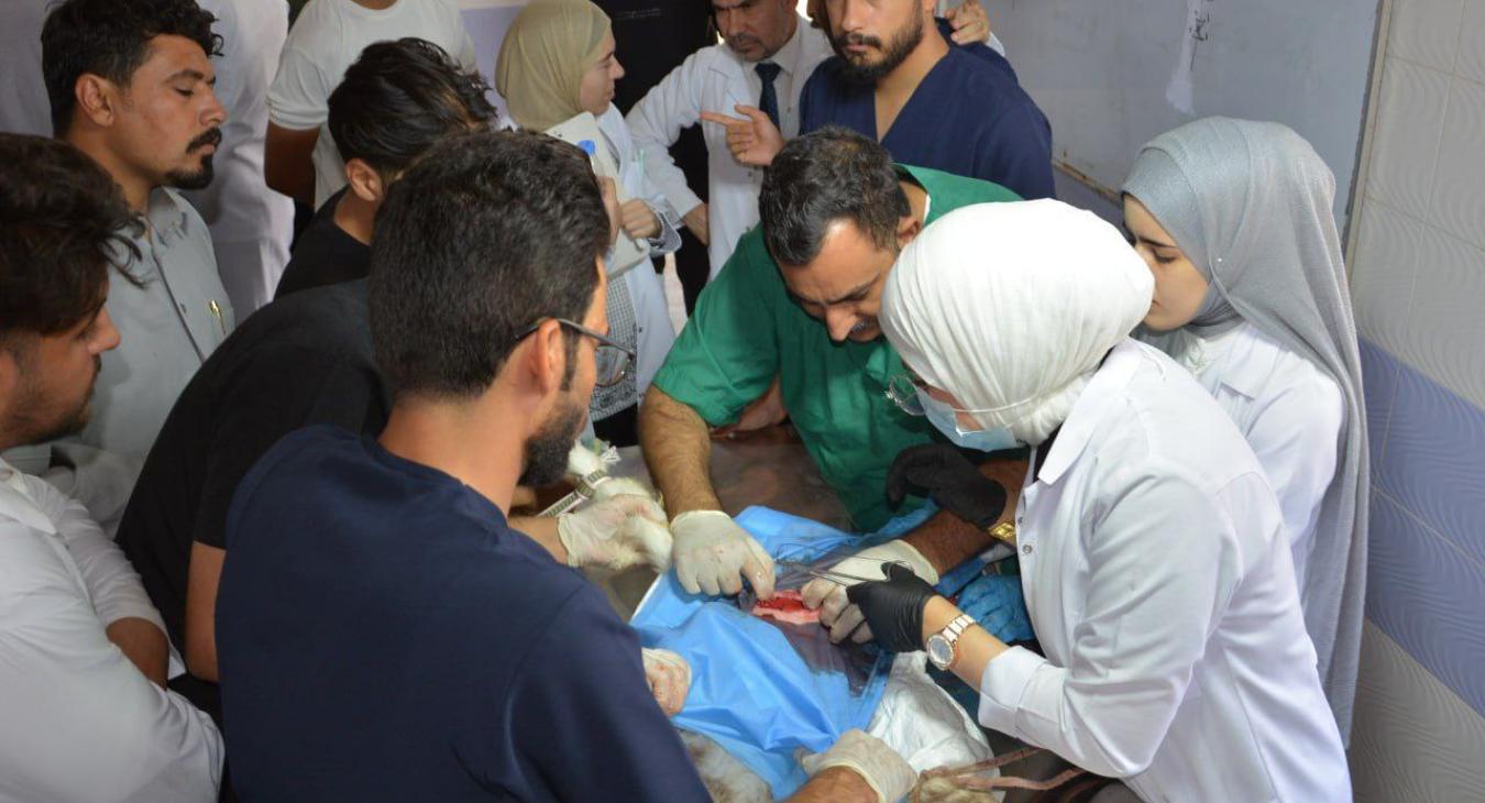The Department of Surgery and Theriogenology Receives a Case of a Neonate with a Congenital Umbilical Hernia.
