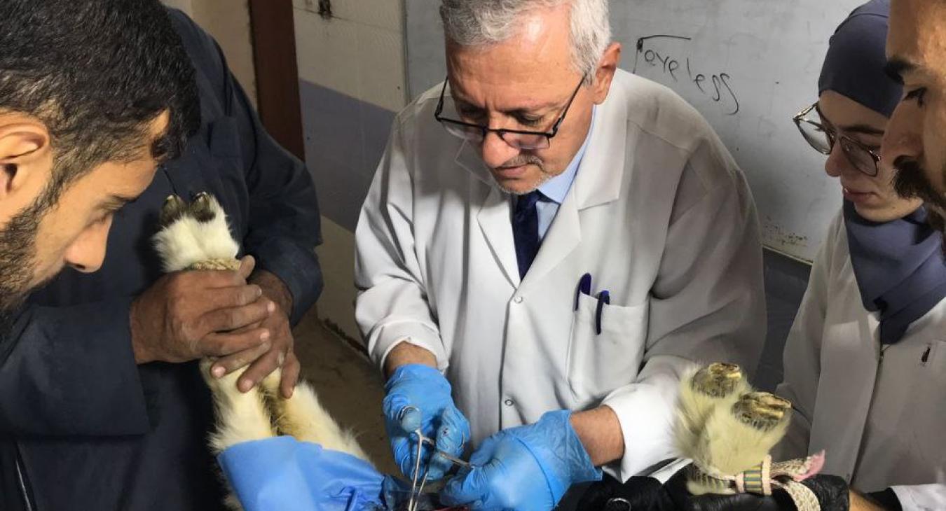 The Department of Surgery and Theriogenology Receives a One-Month-Old Pregnant Animal with a Congenital Umbilical Hernia.