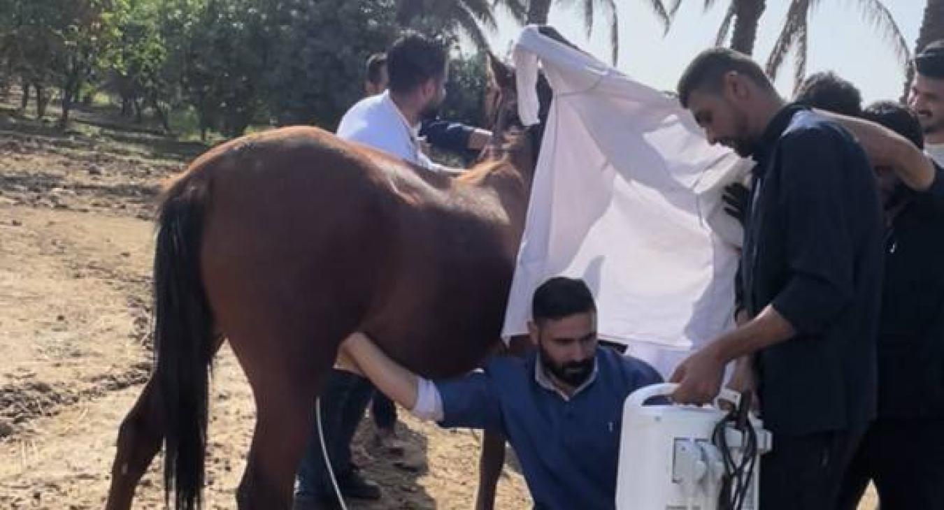 The College of Veterinary Medicine Organizes an Extracurricular Activity for Fifth-Year Students (Community Service).