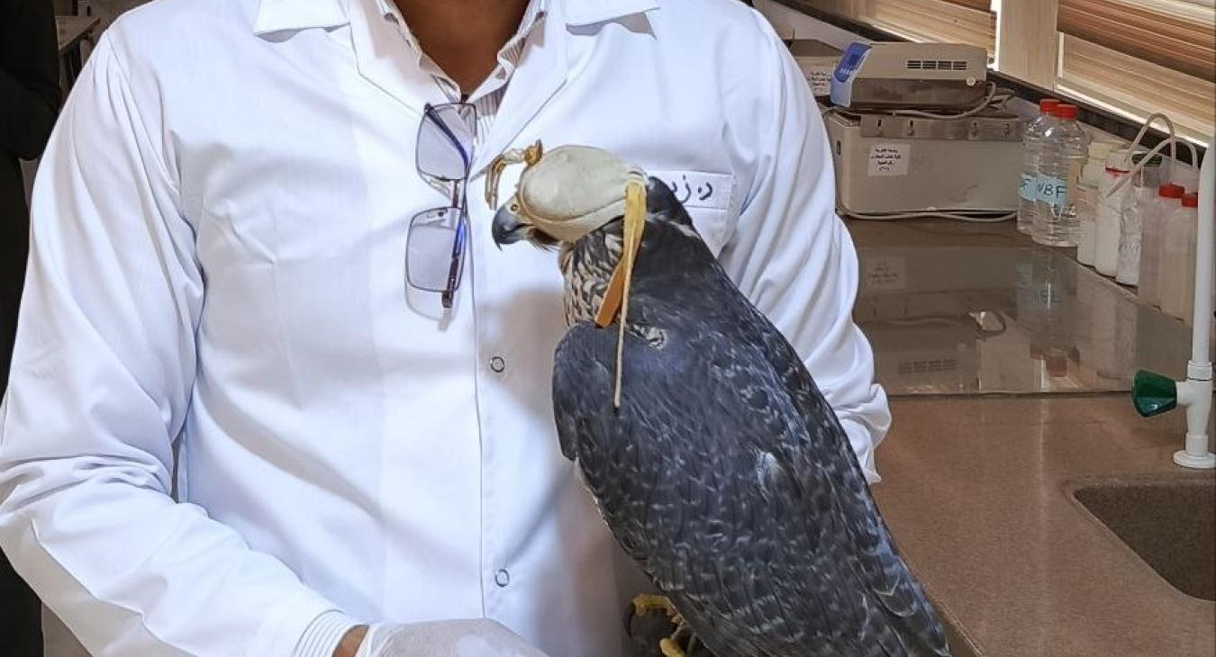 The Department of Diseases and Poultry Diseases receives a case of a sick falcon and conducts a clinical examination.