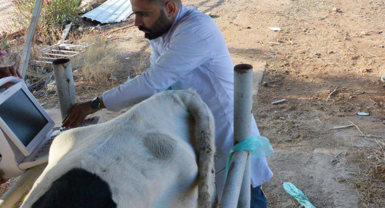 The Department of Surgery and Obstetrics receives a case of cow pregnancy examination.