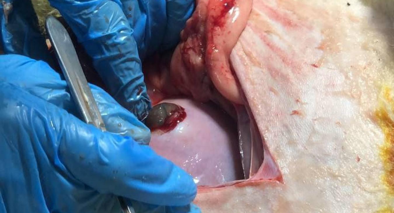 The Surgery and Obstetrics Department received a case of a Ewe suffering from dystocia for 30 hours.