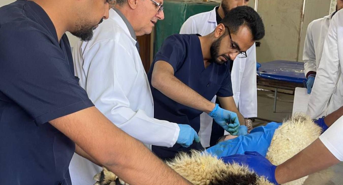The Department of Surgery and Obstetrics received two surgical cases, one for a newborn calf and the other for a two-month-old lamb.