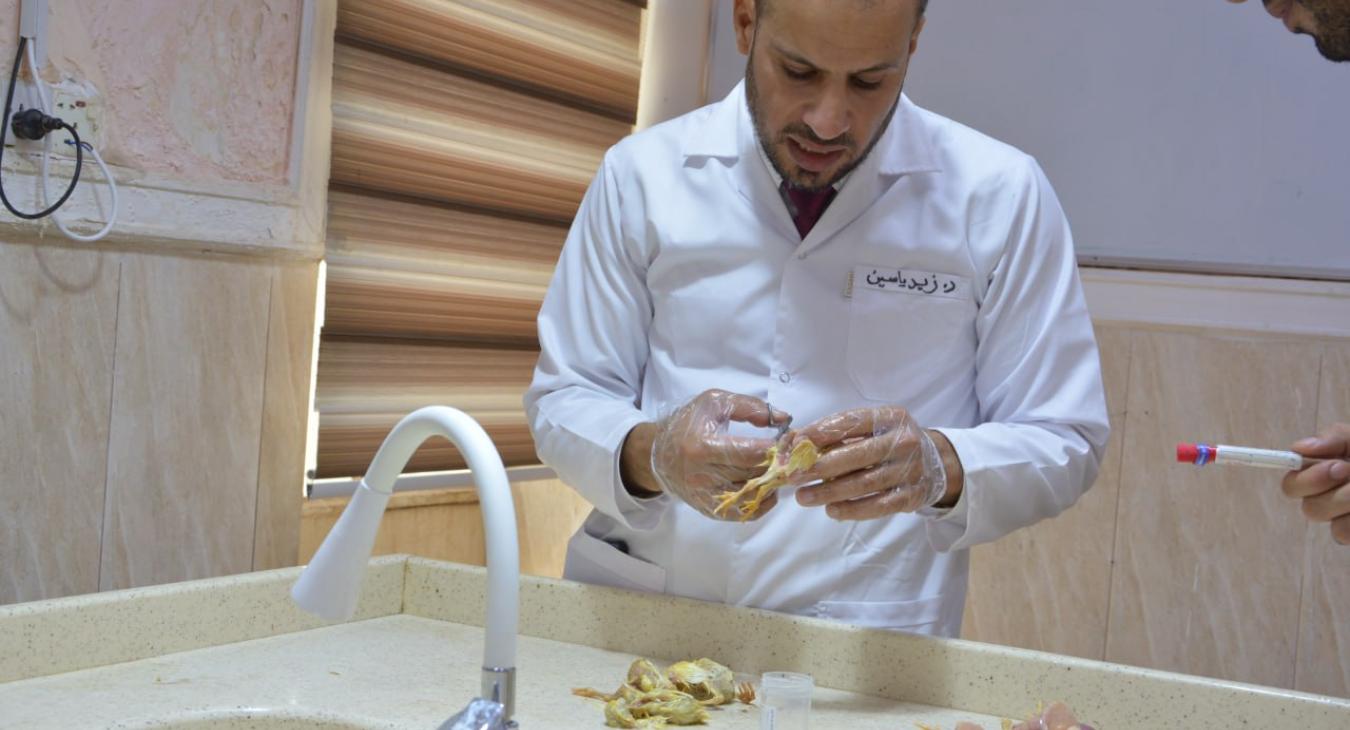 The Department of Diseases and Poultry Diseases receives a case of illness from a poultry farm in Haditha.