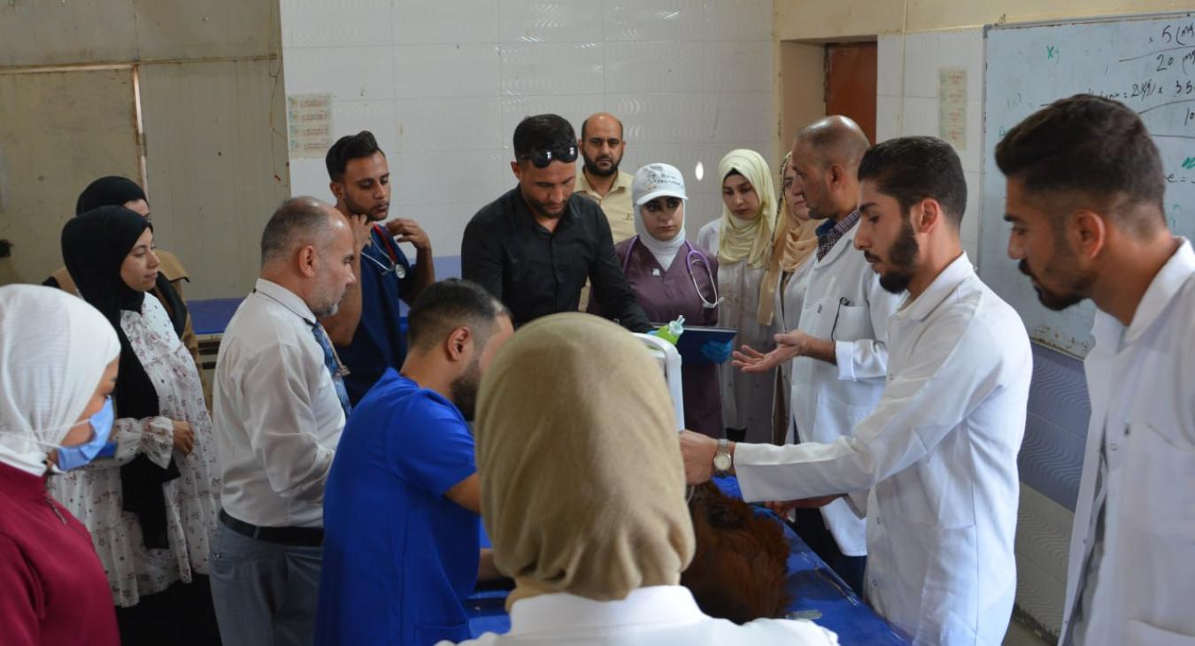 The Department of Internal and Preventive Medicine received a case of a male Shami goat suffering from difficulty urinating.