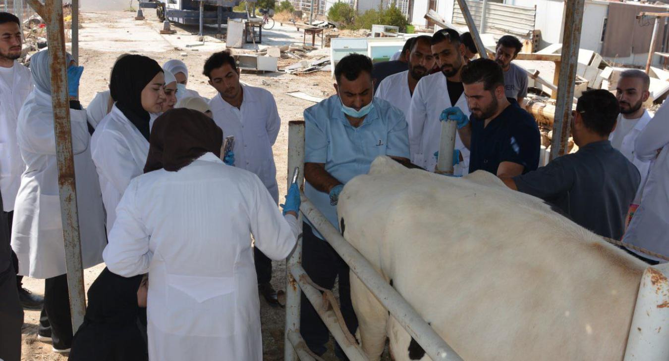 The Veterinary Surgery and Obstetrics Department received a complex veterinary case involving a cow that required immediate surgical intervention.