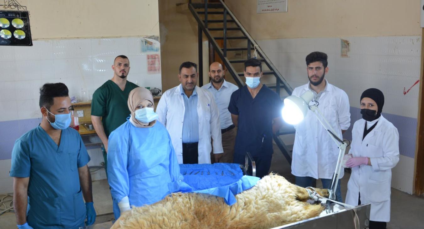 The Veterinary Surgery and Obstetrics Department receives an emergency case of a sheep suffering from an abdominal hernia.