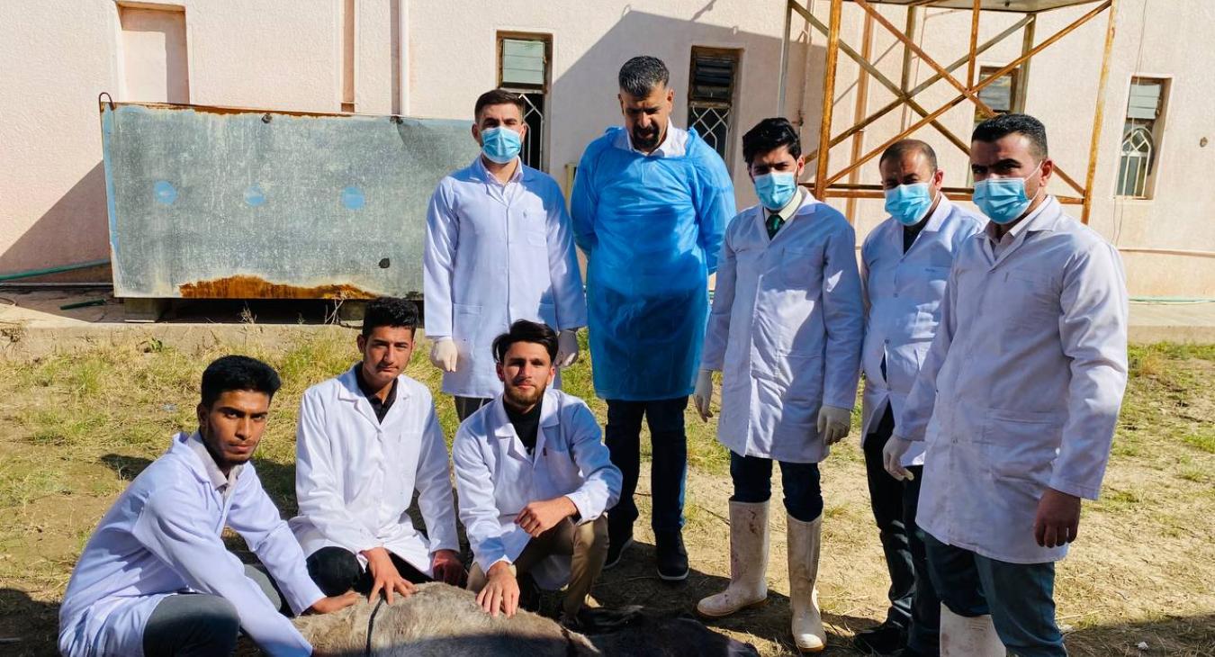 The Anatomy, Histology and Embryology Department at our college is preparing an animal for a practical anatomy lesson.