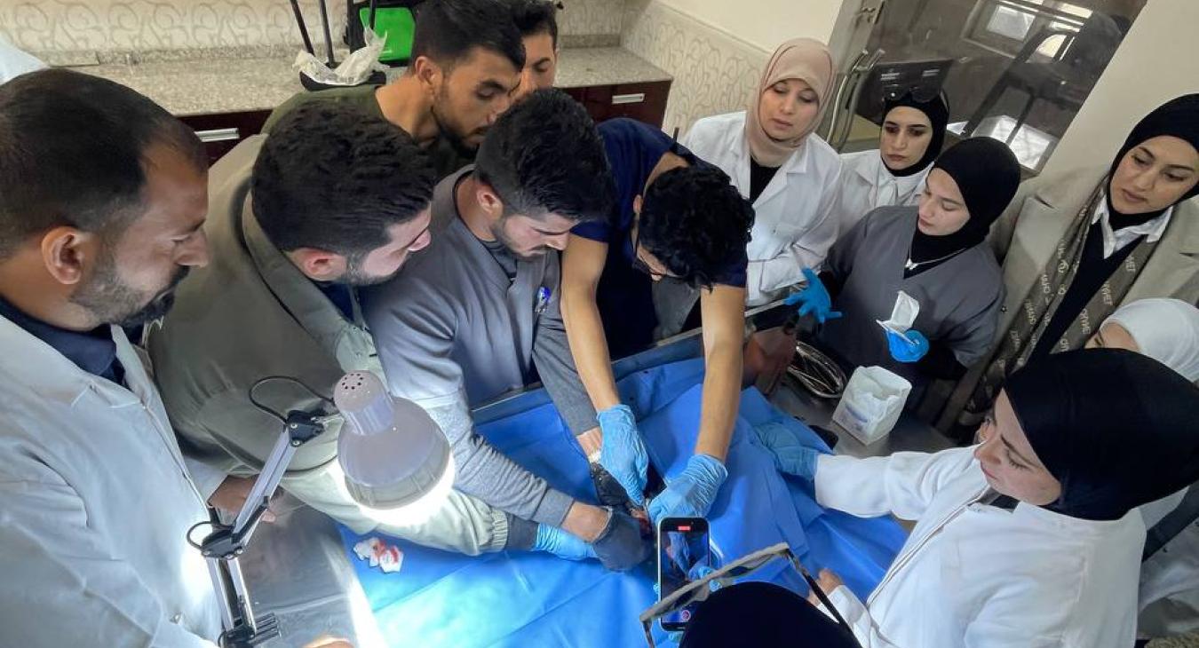 The Department of Veterinary Surgery and Obstetrics at our college performs a successful operation to treat an infected lamb in the ileum area.