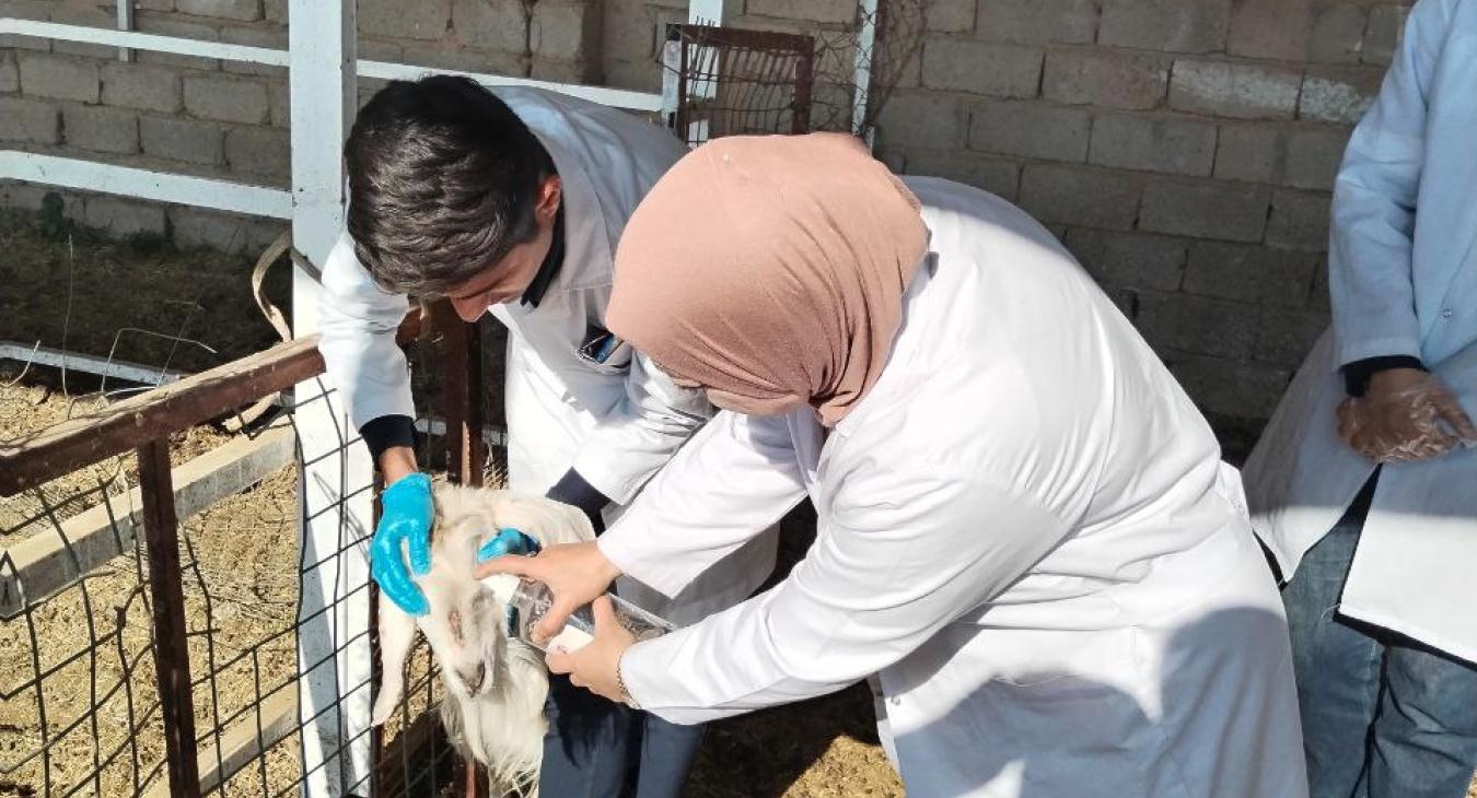 Third-year students at the College of Veterinary Medicine are trained to diagnose mange cases in animals in the college's practical field.