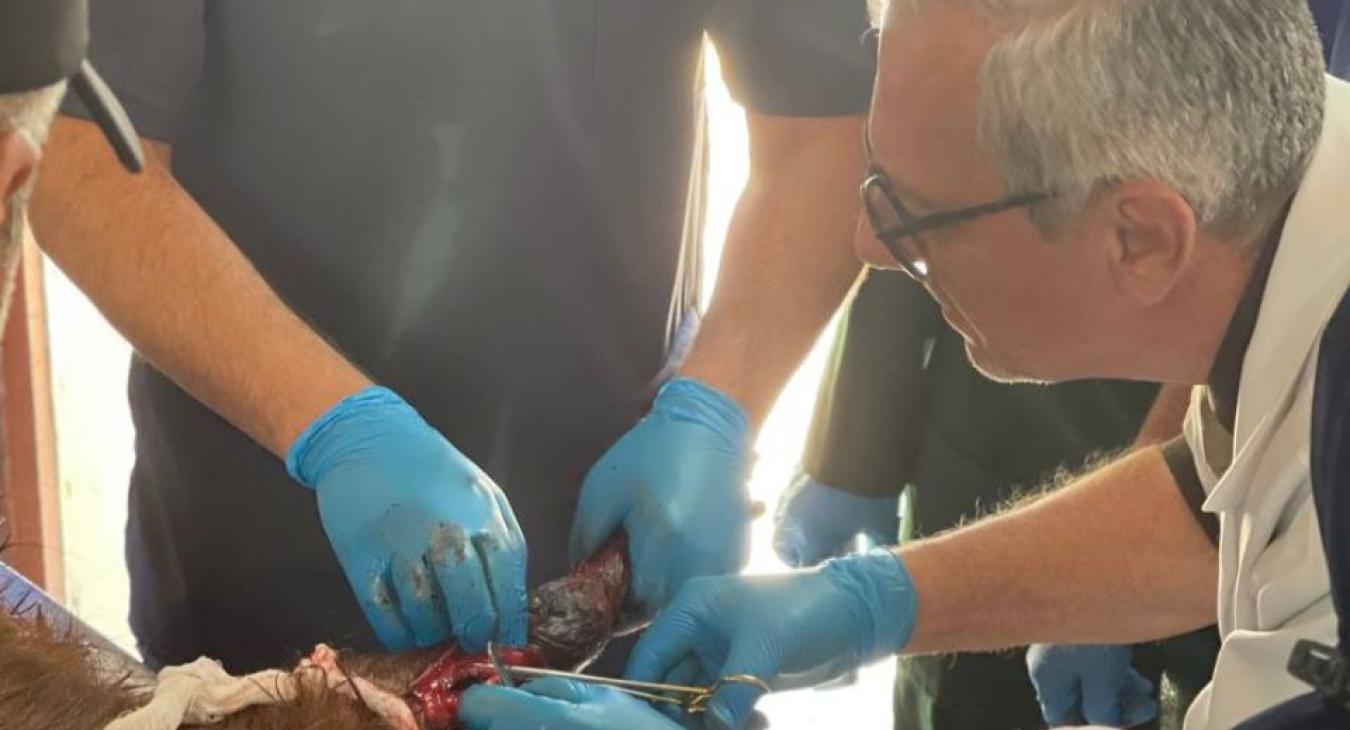 The College of Veterinary Medicine receives a case of a deep wound to a Sham goat during practical lessons for fifth-year students.