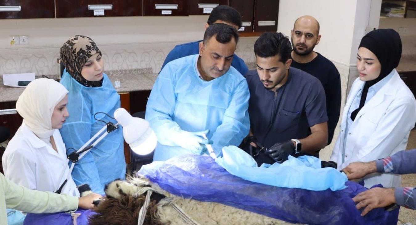 Surgery and Obstetrics Department Performs Sheep Surgery for Student Training