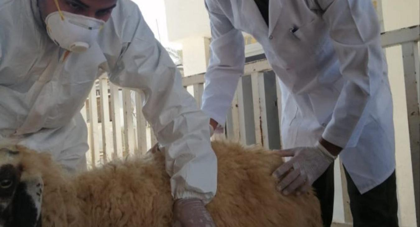 Veterinary Students Begin Their Summer Training