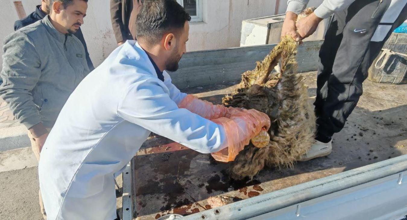 Treatment of dystocia in ewes