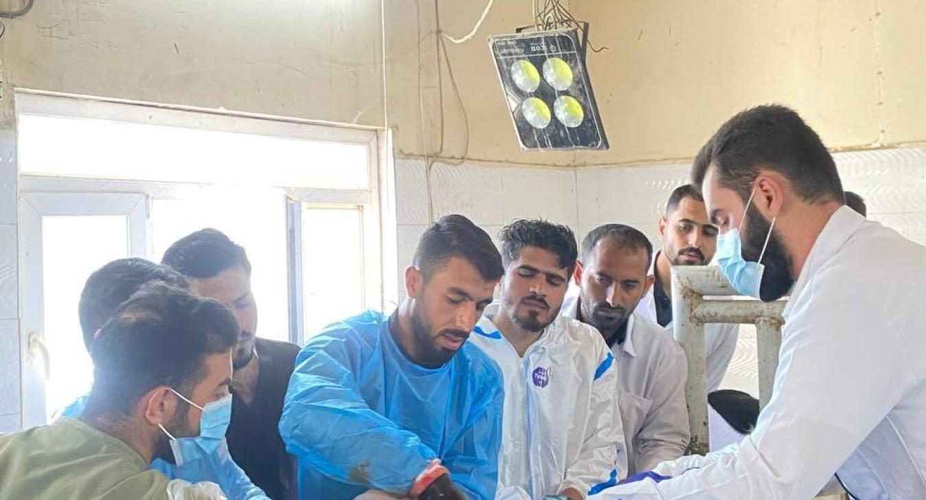 Rumenotomy in cow