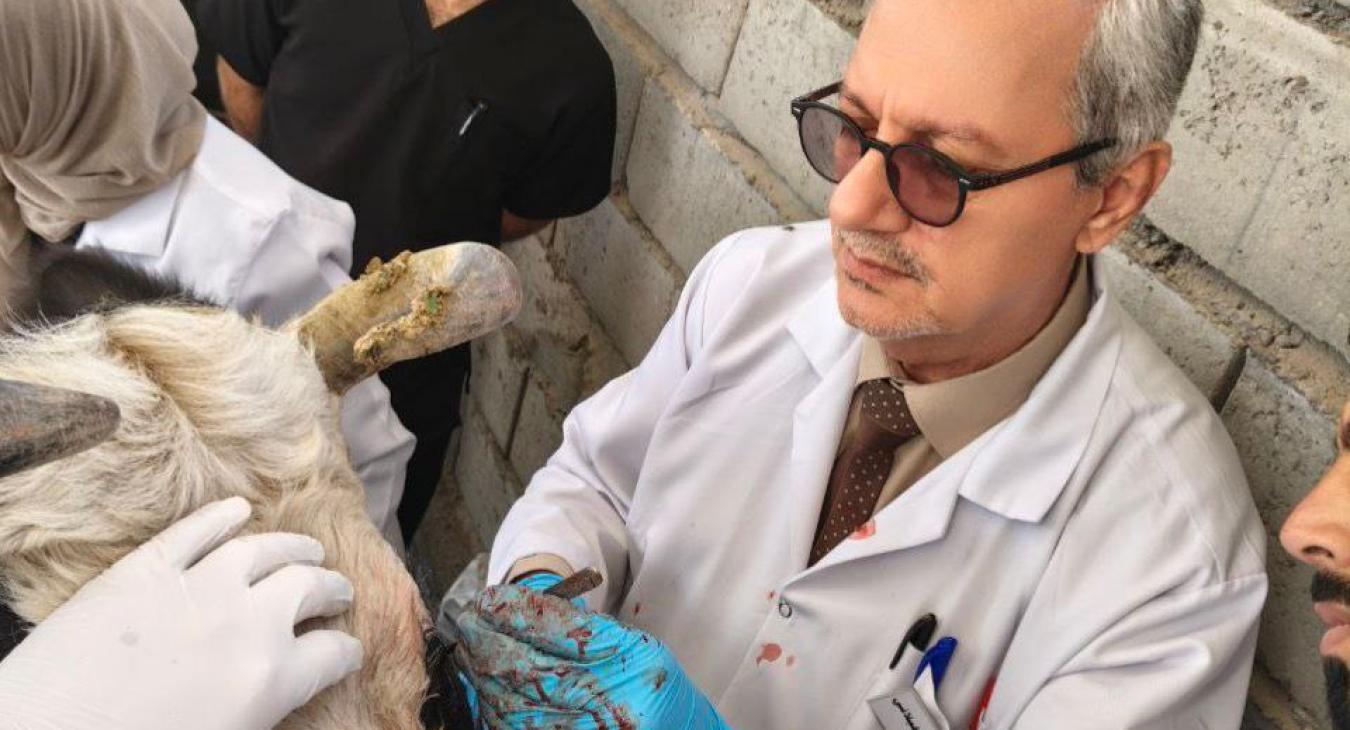 Tumors in the Upper and Lower Eyelids of cow