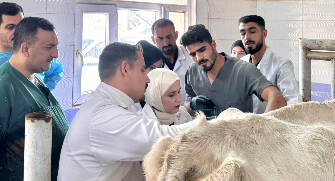Rumenotomy in cow
